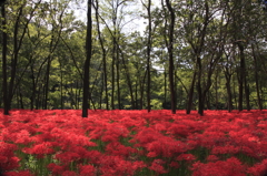 彼岸花