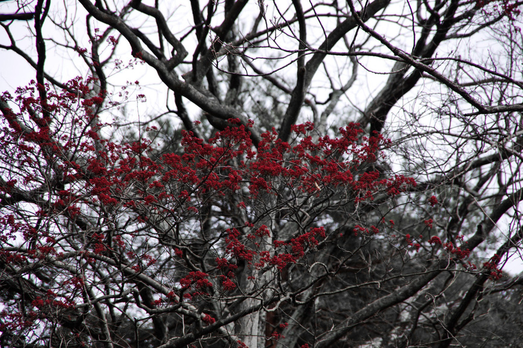 冬景色に映える紅色