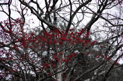 冬景色に映える紅色