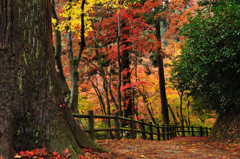 紅葉の続く径