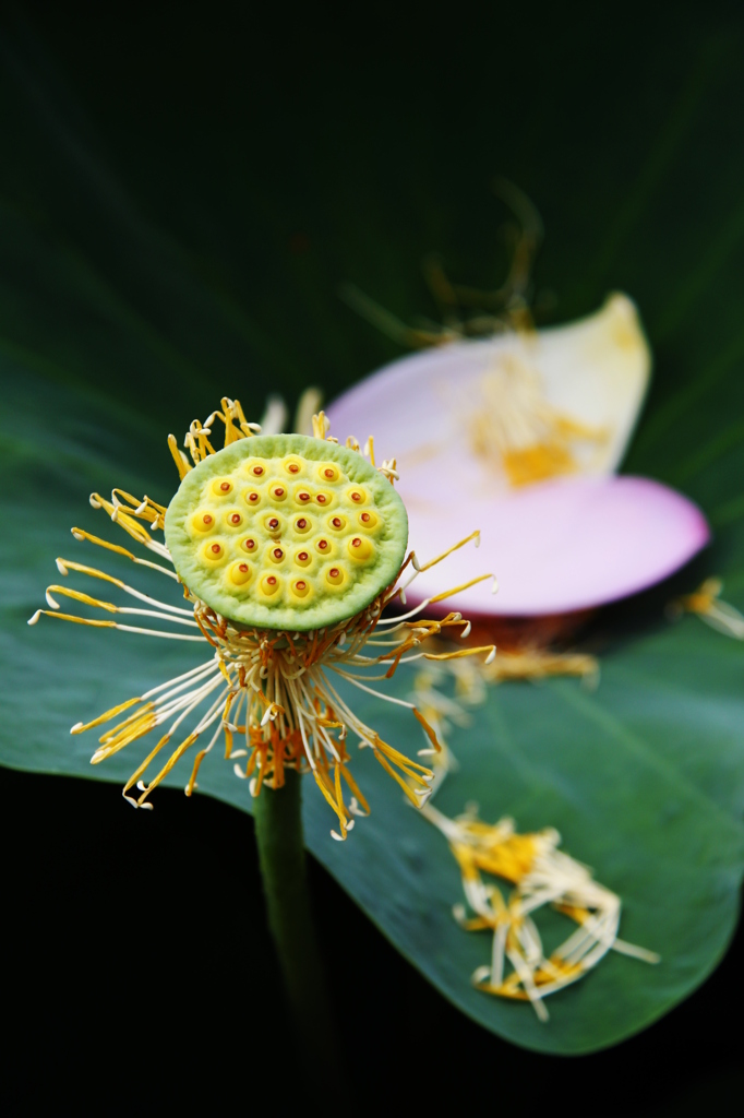 花暦