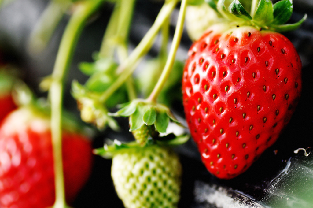 Fresh Strawberry