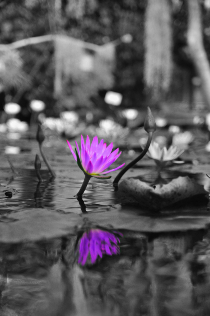 Lotus
