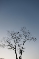 背伸び