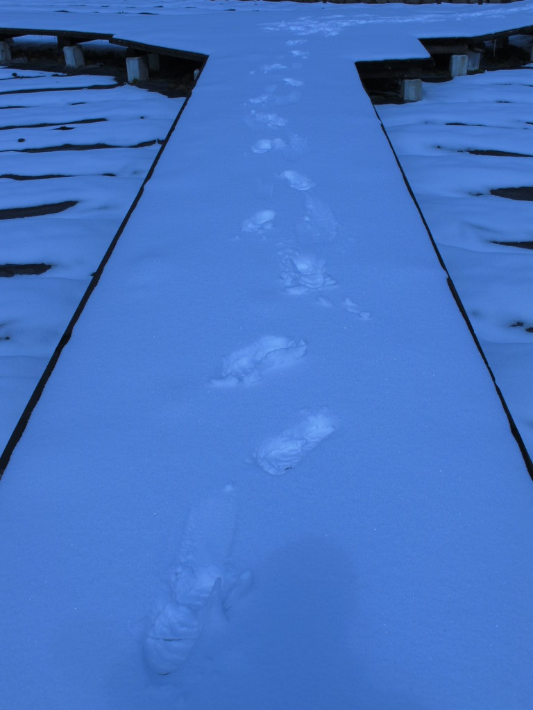 雪音