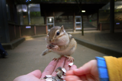 いっぺこと食べてお休み。春に会おてば!