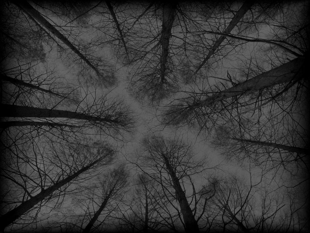 眠る森　winter sounds