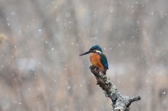 雪景色