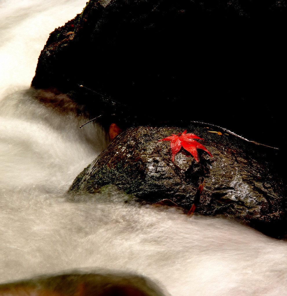 ひとひらの華。。