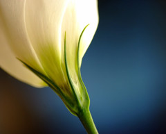 Life (4)