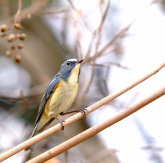 幸せの青い鳥。