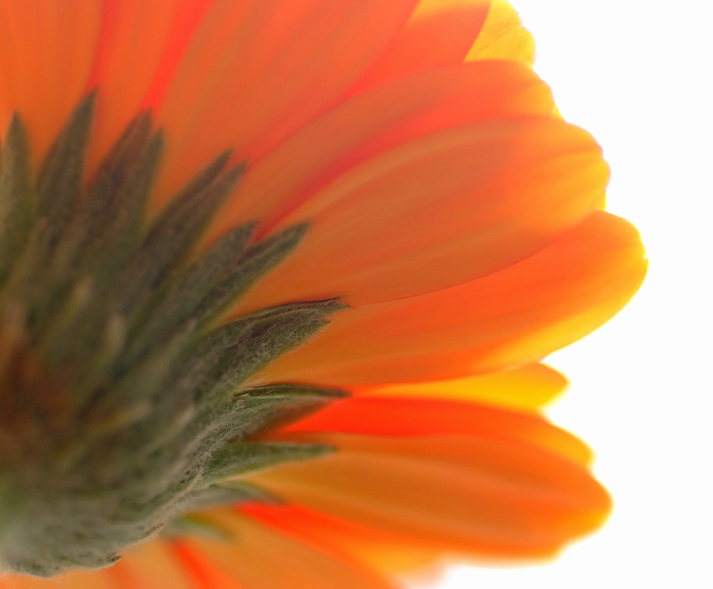 春の誘惑　（２）