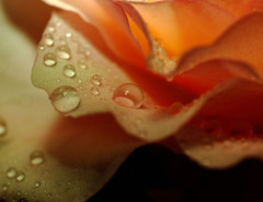 雫の世界へ　（１）