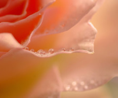 春の気配　（４）