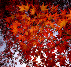 満天の紅葉。。