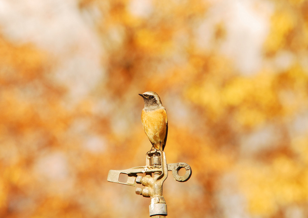 華と鳥　2011