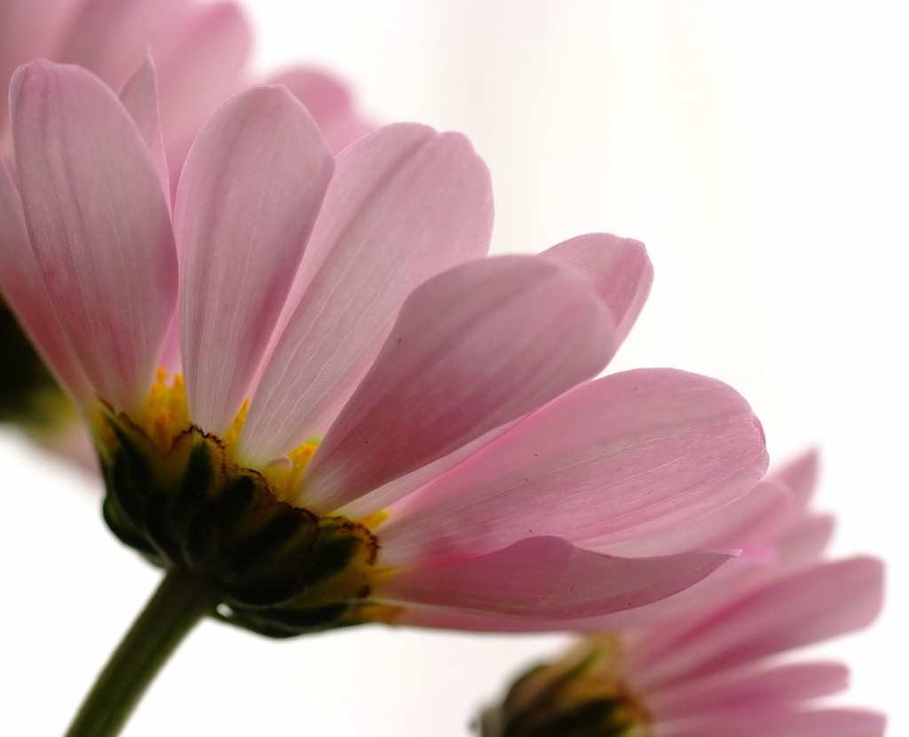 春の予感　（１）