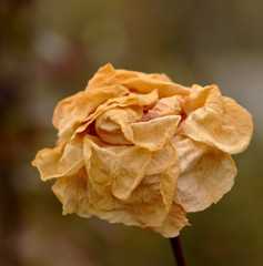 さよならの向こう側。