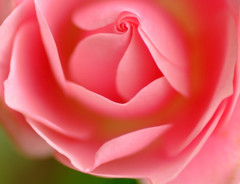 迷宮の花園へ　