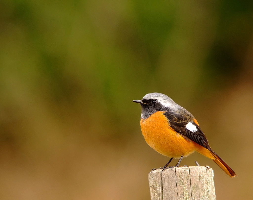 Phoenicurus auroreus