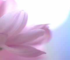 ほのかな香り。