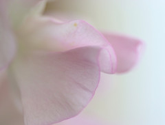 Lathyrus odoratus