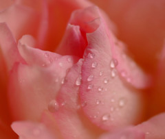 やわらかな時　（１）