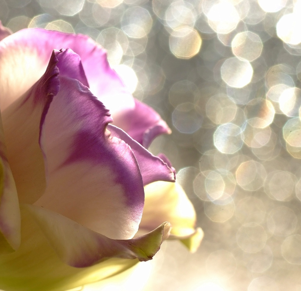 冬の光。。（華）