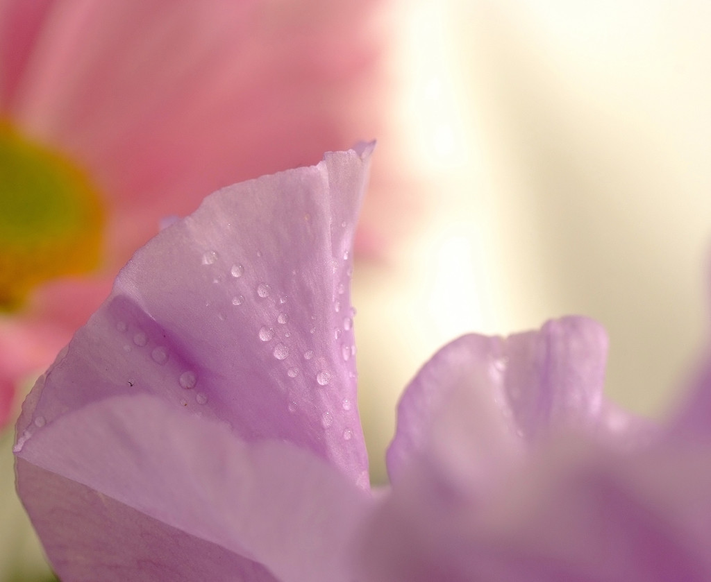 春の予感　（２）