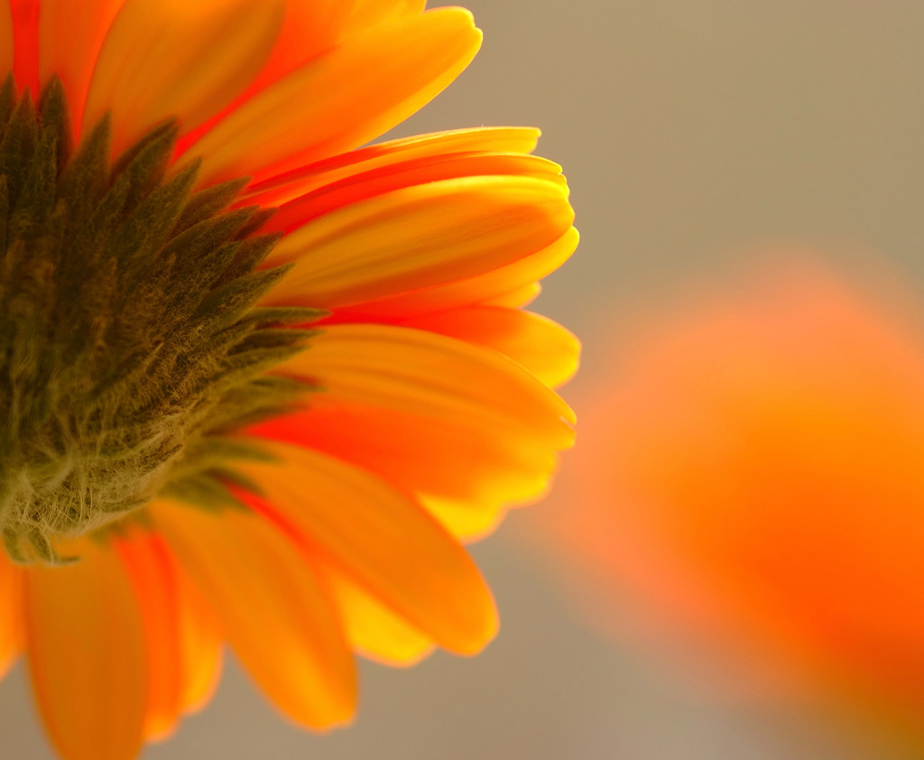 春の誘惑　（３）