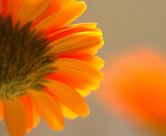 春の誘惑　（３）