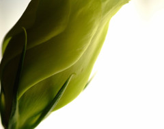 Ｌｉｆｅ　（５）