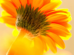 春の誘惑　（１）