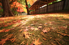 Fallen leaves