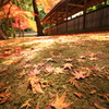 Fallen leaves