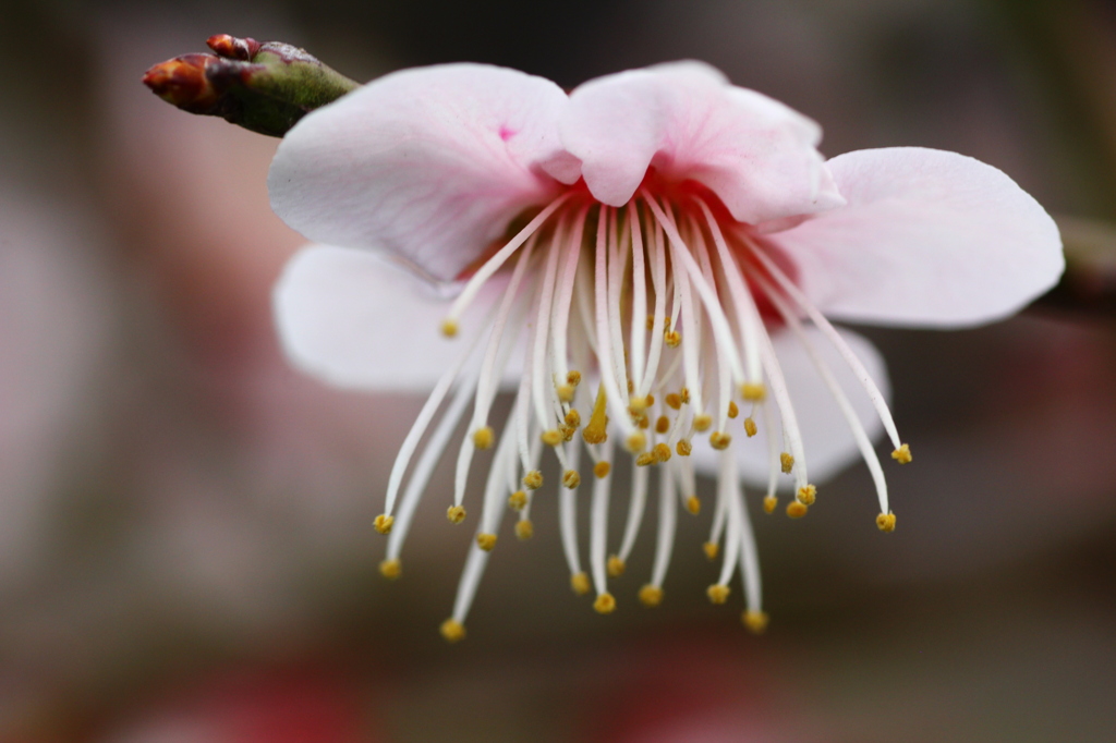 梅の花