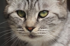 猫の目