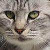 猫の目