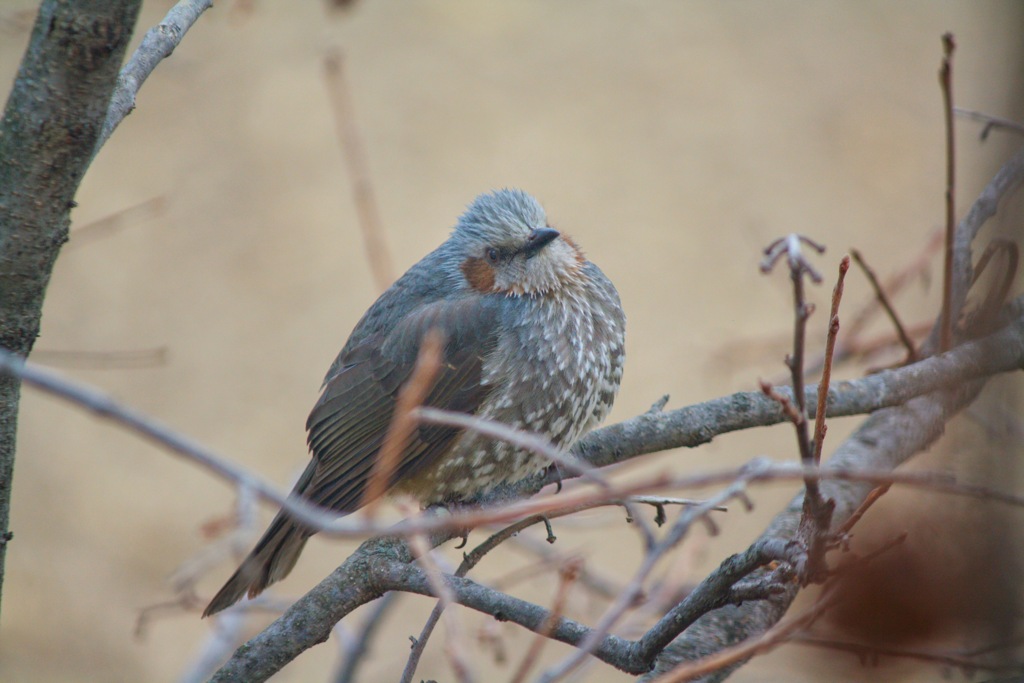 ふくらひよどり