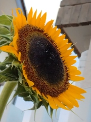 1000004568