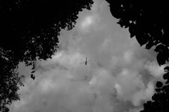 DSC_44671　トンボ