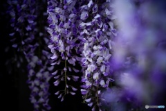 藤の花