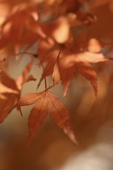紅葉