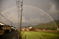 虹と鳥居と秋桜