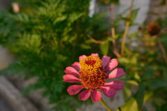 test 夕 花