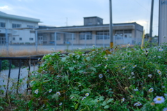 雑草と中学校技術教室