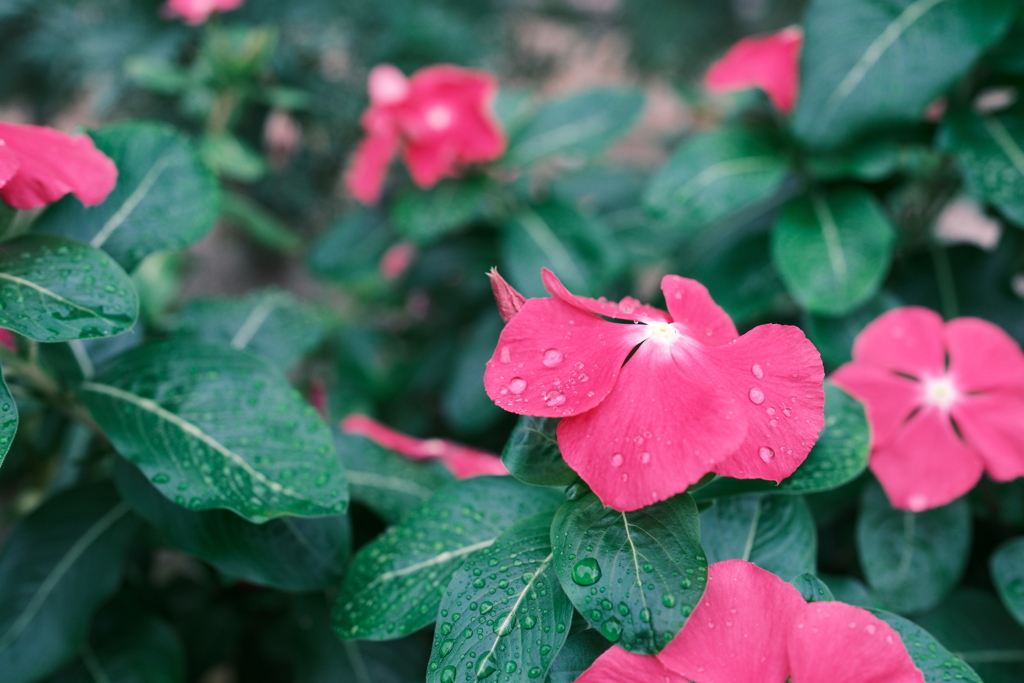 近所のおばちゃん家の花壇