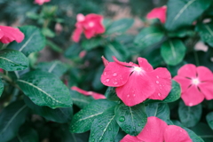 近所のおばちゃん家の花壇