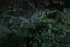 暗所の蜘蛛の巣