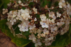 晩夏の紫陽花